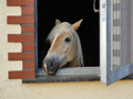 Stal en paardenpension