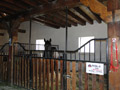 Stal en paardenpension